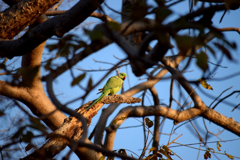 Ranthambore tiger reserve, Sawai madhopur, India