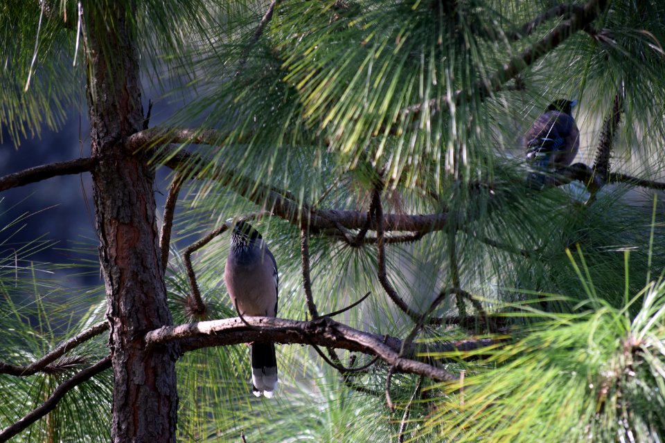 Nainital, India, Greenery