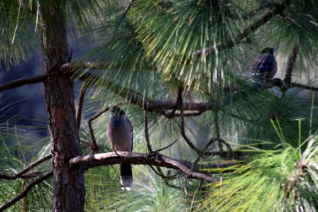 Nainital, India, Greenery photo