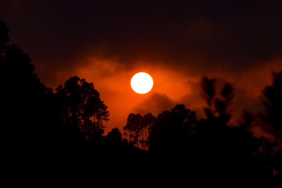 Nainital, India, Forest