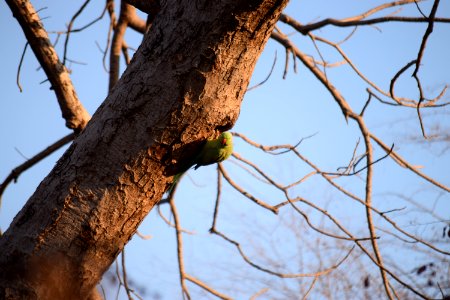 Ranthambore tiger reserve, Sawai madhopur, India