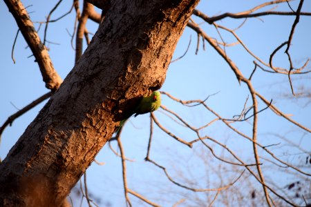 Ranthambore tiger reserve, Sawai madhopur, India photo