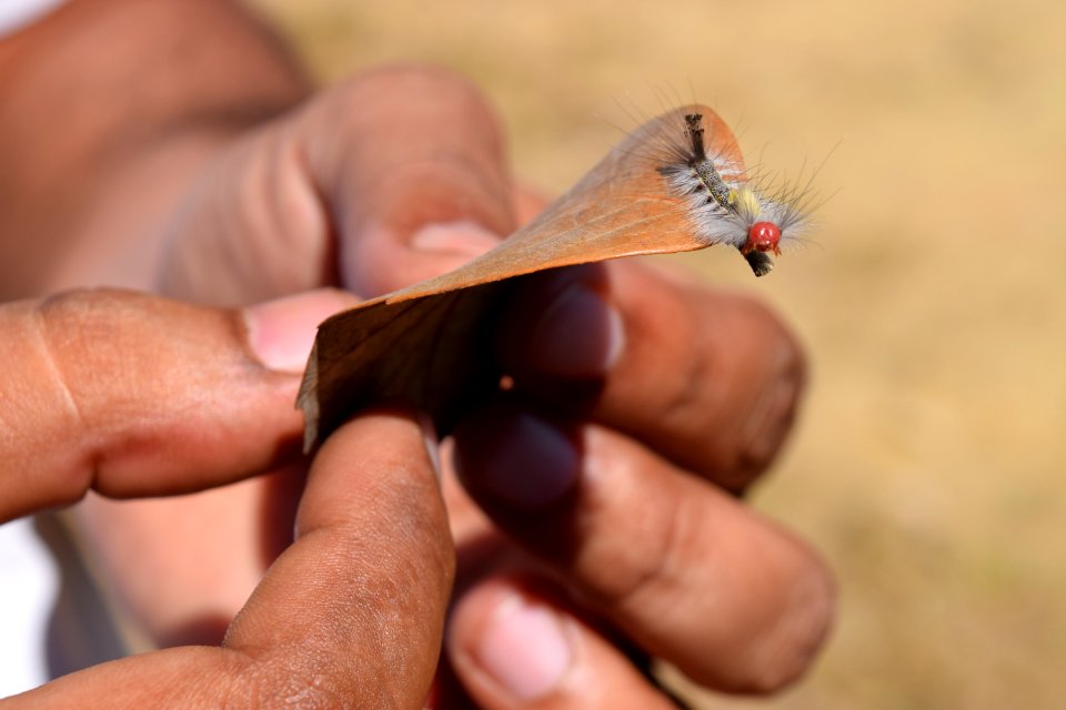 Nainital, India, Leaf
