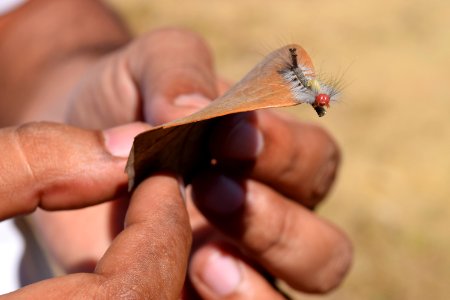 Nainital, India, Leaf photo