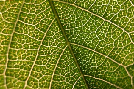 close-up photography of green leaf photo