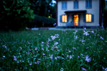 field of purple flower beside house