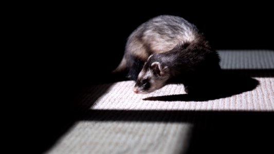 brown and black ferret