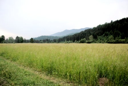 field of green grasses within mountain range during daytime photo