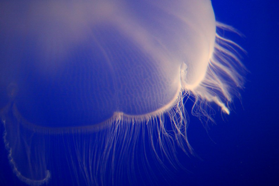 photo of white jellyfish underwater photo