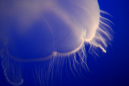 photo of white jellyfish underwater photo