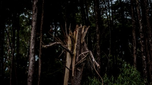 Tree, Forest, Branch