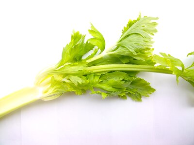 Green celery food