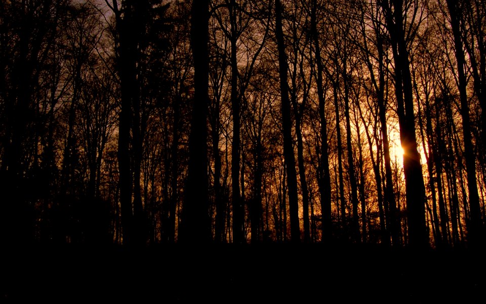 Store hareskov, Denmark, Backlight