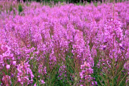 purple flower field photo
