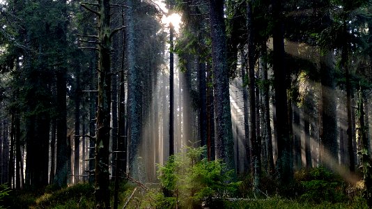 sun rays passing through forest trees photo