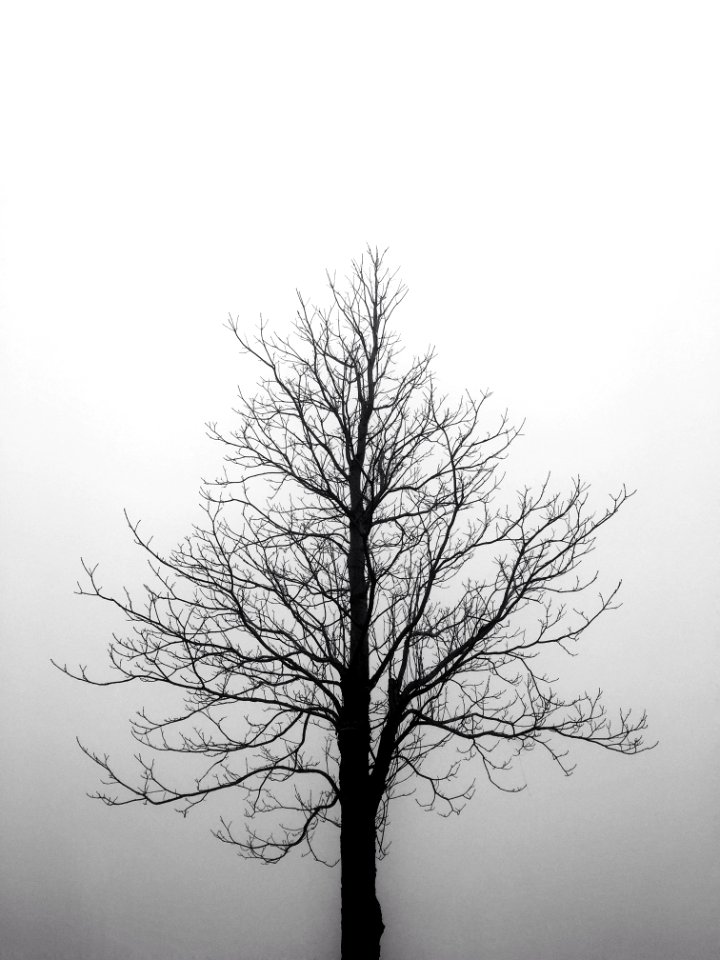 Black   white, Tree, Plant