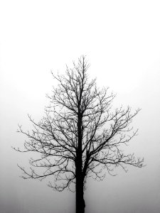 Black white, Tree, Plant photo