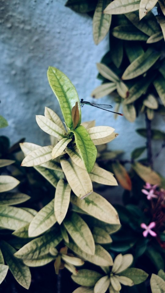 Adyar, Chennai, India