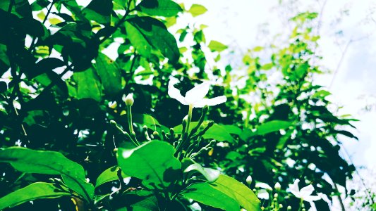 Phoneography, Flower, Nature