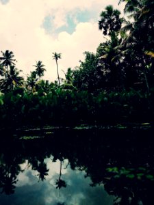 Nature, Pond, Trees