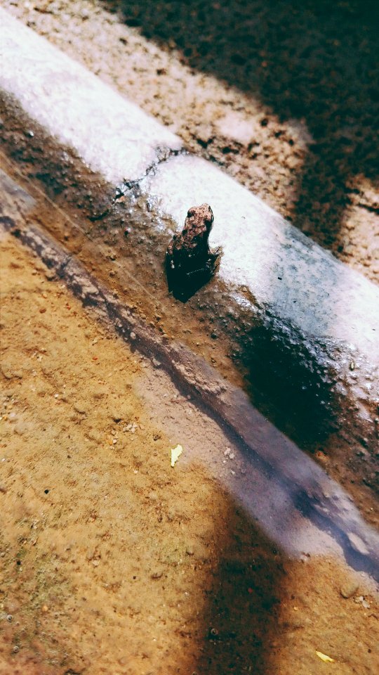Chennai, India, Frog
