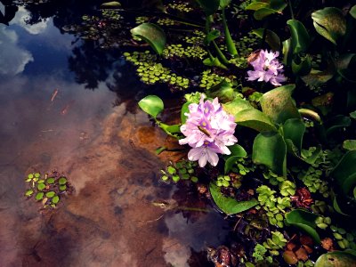 Kanyakumari, India, Flower