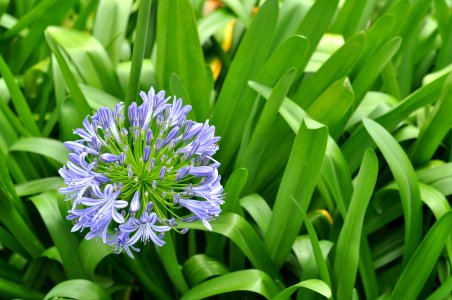 Wild flower, Purple, Tree
