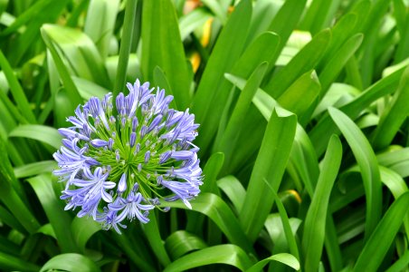 Wild flower, Purple, Tree photo