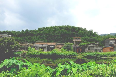 green leafed plants near village