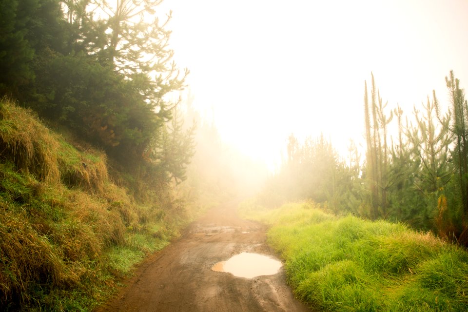 Sunlight, Forest, Background