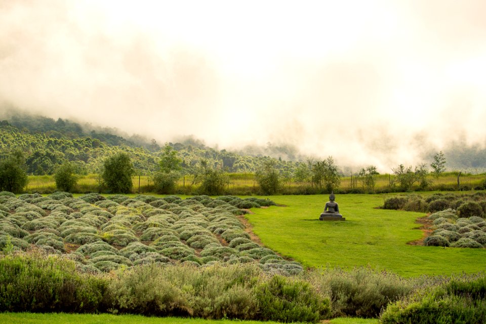 Fog, Trees, Buddha photo