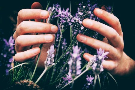 person touching purple petaled flowers photo