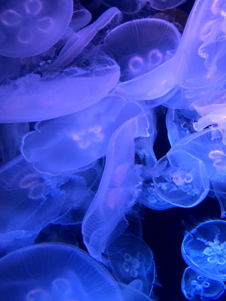 Sea life, Water, Purple