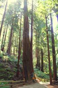 Nature, Muir woods visitor center, Mill valley