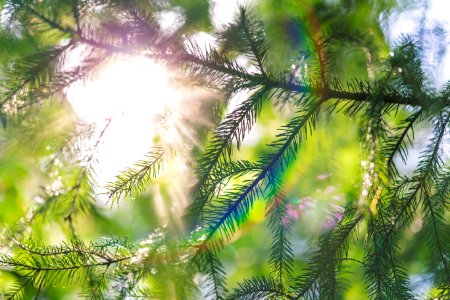 closeup photo of green fern