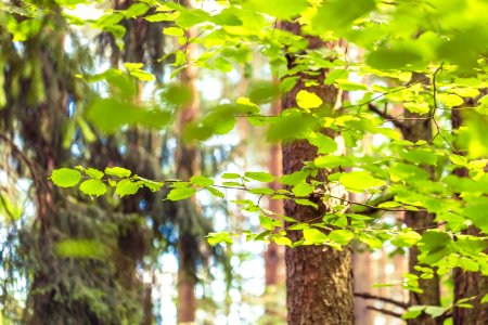 Birch, Nature, Forest
