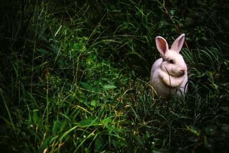 a white bunny rabbit on green grass photo