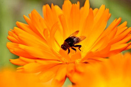 bee on orange gerbera flower