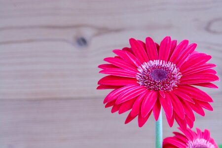 Bloom petals red photo