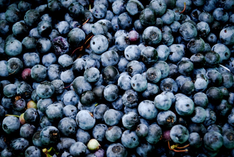 bowl of blueberries