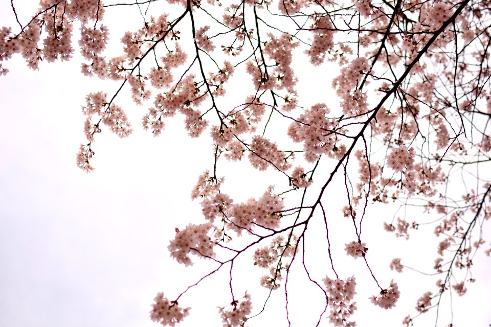 Japan, Tokyo, Flowers