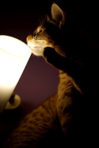 Light, Cat photo