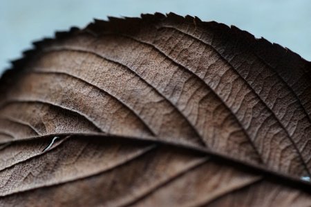 macro photography of dried leaf photo