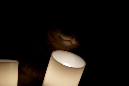 Light, Cat photo
