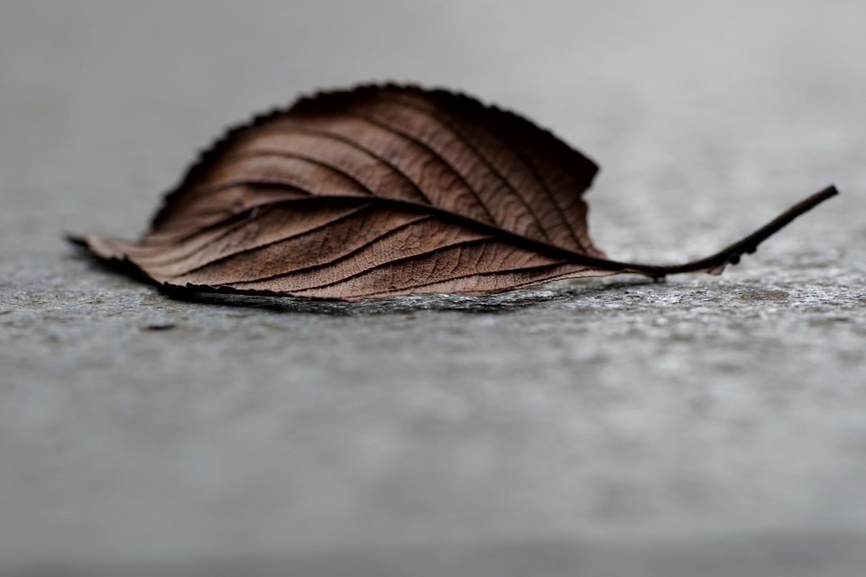 Winter, Object, Tree