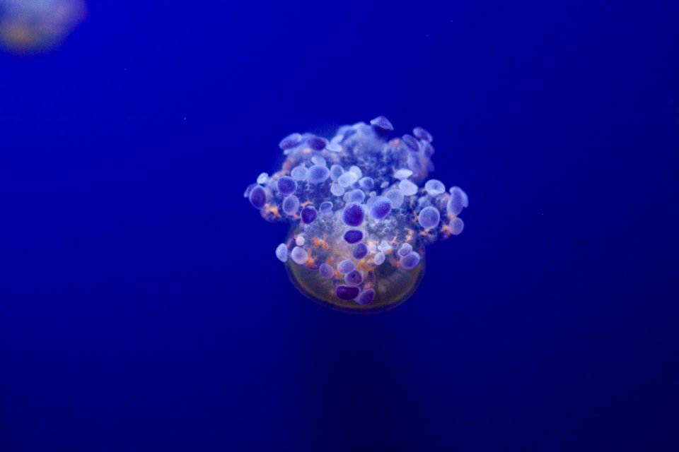 jellyfish underwater
