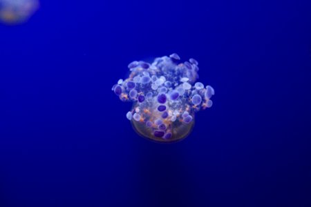 jellyfish underwater