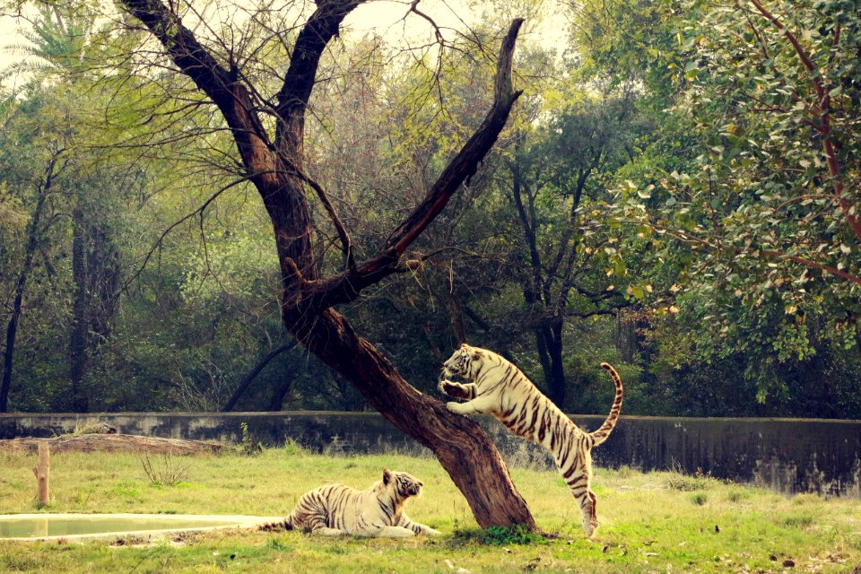 Jungle, King, Nature