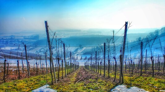 Vineyards panorama fog photo