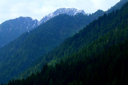 Jammu, Kashmir, Trees